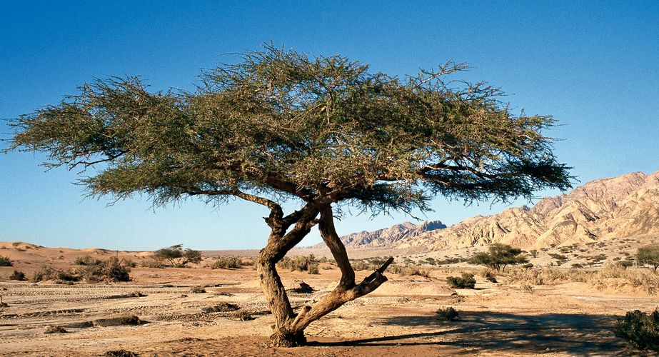 Jordanie 70 Jordanie 70